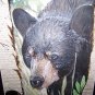 Wild Black Bear Handpainted on Turkey Tail Feathers Signed