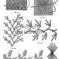 1889 VICTORIAN Antique Needlework for Parlor Decor AA