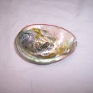 Abalone Seashell