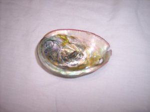Abalone Seashell