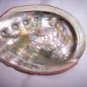Abalone Seashell
