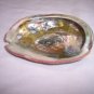 Abalone Seashell