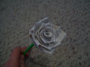 Short-Stemmed White Rose