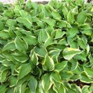 20 Mini Hosta Seeds form Master Gardner! Assorted Varie