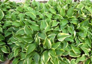 20 Mini Hosta Seeds form Master Gardner! Assorted Varie