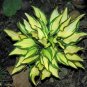 20 Mini Hosta Seeds form Master Gardner! Assorted Varie