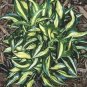 20 Mini Hosta Seeds form Master Gardner! Assorted Varie