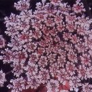 PINK Queen Anne's Lace Seeds! VERY RARE-Very Cool!