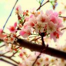 Sakura Cheer