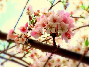 Sakura Cheer