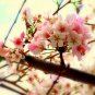 Sakura Cheer