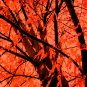 Autumn Lights
