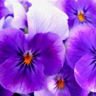 Purple Haze