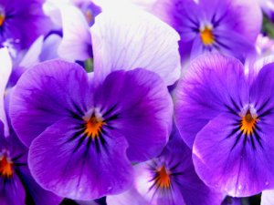 Purple Haze