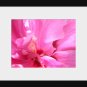 Magic 8x10 Fine Art Print
