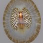 Opihi Angel Shell Necklace