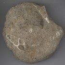Cone Snail Shell Fossil