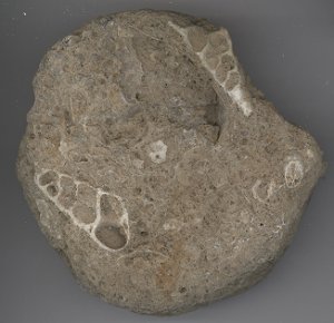 Cone Snail Shell Fossil