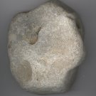 Unique Marine Fossil