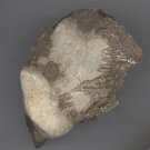 Crinoid Head Fossil