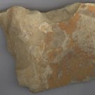 Maple Leaves Fossil-NOT FOR SALE