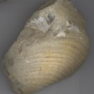 Clam/Brachiopod Fossil