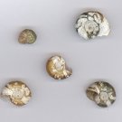 Snail Shells
