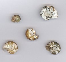 Snail Shells