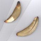 Coyote Teeth