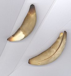 Coyote Teeth