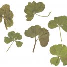 4+5 Leaf Clovers