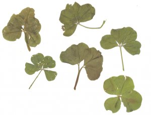 4+5 Leaf Clovers