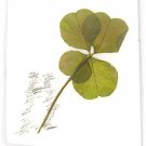 Cute Bunny Drawing w/ 4 Leaf Clover