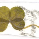 Cute Bunny Drawing w/ 4 Leaf Clover