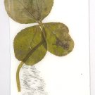 Cute Bunny Drawing w/ 4 Leaf Clover
