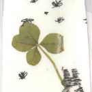 Cute Bunny Drawing w/ 4 Leaf Clover
