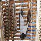 Magpie and Pheasant Feather Earrings #46 and #57