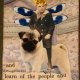 ACEO