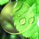 Resin lens