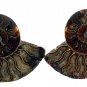 10-Ammonite Pairs Wholesale 1 to 1.75 inches