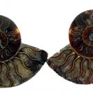 4Lb Ammonite Pairs Wholesale 6 to 9 inches