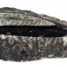 Single Orthoceras on Rock  50 pc. cases Wholesale
