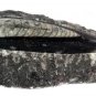 Single Orthoceras on Rock  50 pc. cases Wholesale