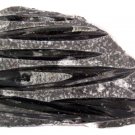 Multi Orthoceras on Rock  15 pc. case Wholesale