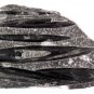 Multi Orthoceras on Rock  15 pc. case Wholesale