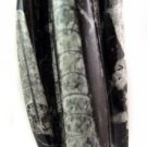 Small Orthoceras Statue  12 pc case Wholesale