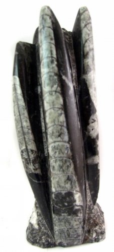Small Orthoceras Statue  12 pc case Wholesale
