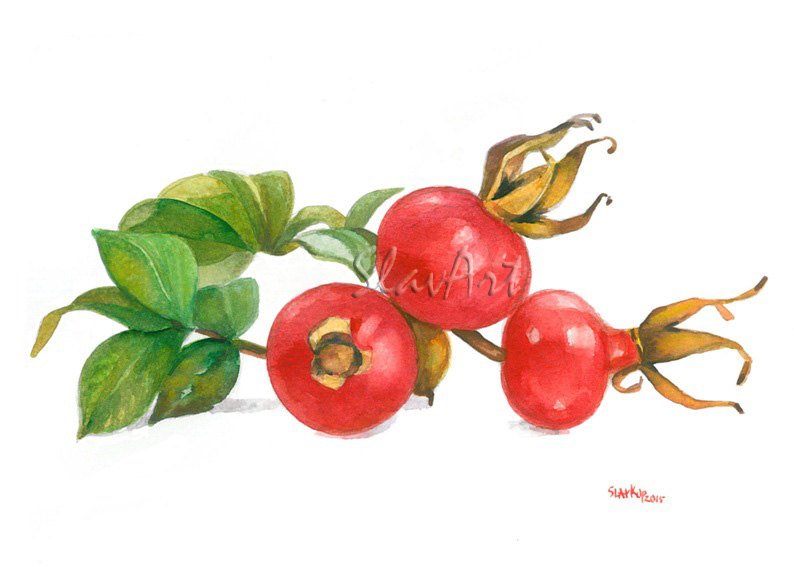 Rosehips Still Life Food Print Watercolor Fine Art Decor Kitchen art