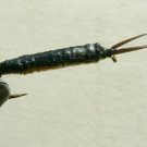 Nympf Stonefly f29