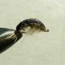 Nympf Stonefly f31